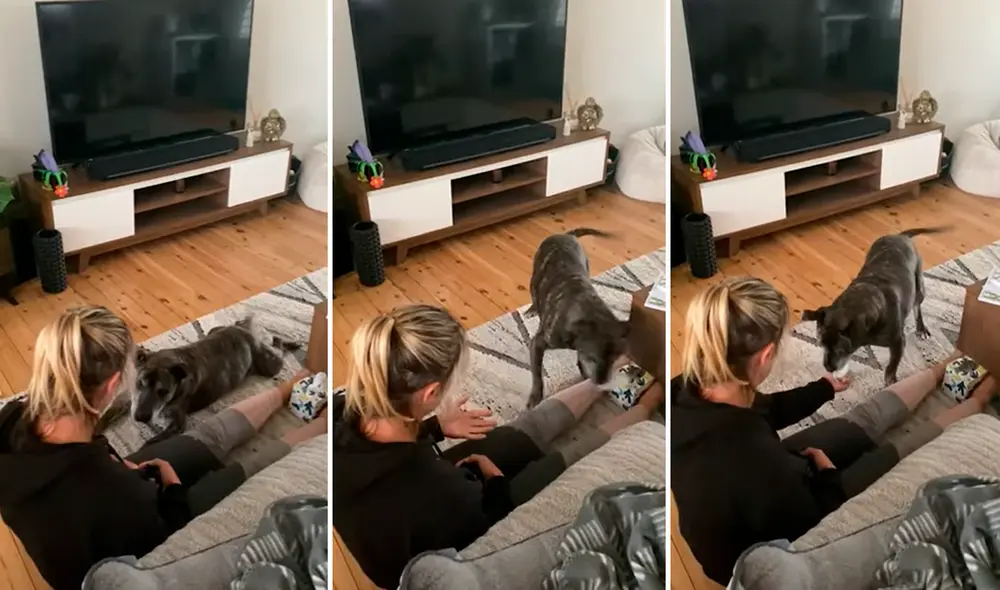 Lincoln tardó unas cuatro semanas en aprender este útil truco. Foto: captura de YouTube Lincoln tardó unas cuatro semanas en aprender este útil truco. Foto: captura de YouTube