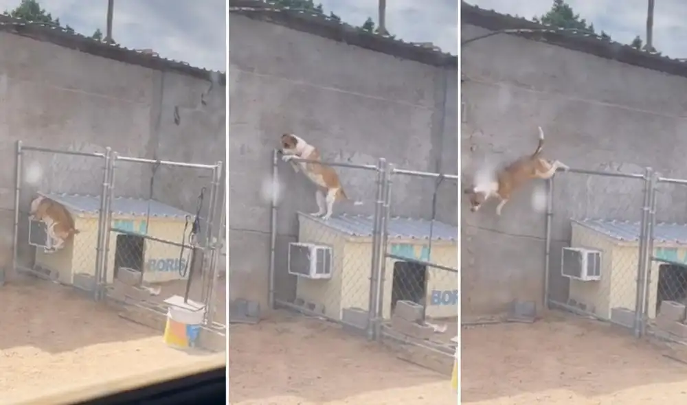 La viral escena logró obtener más de 543.000 reproducciones y fue compartida por los usuarios en todas las redes sociales. Foto: captura de TikTok