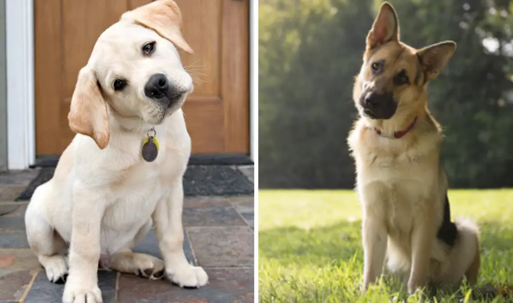 ¿Por qué los perros inclinan la cabeza? Conoce cuál sería la razón para estos movimientos tan afectivos de los canes. Foto: composición/ Palomares del Río LIBRE/ Mis Animales ¿Por qué los perros inclinan la cabeza? Conoce cuál sería la razón para estos movimientos tan afectivos de los canes. Foto: composición/ Palomares del Río LIBRE/ Mis Animales