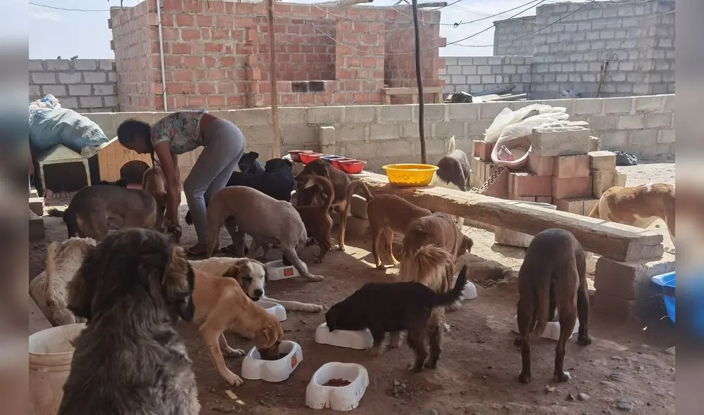 Albergues funcionan con donaciones. Foto: grupo Angeles de 4 patas Albergues funcionan con donaciones. Foto: grupo Angeles de 4 patas