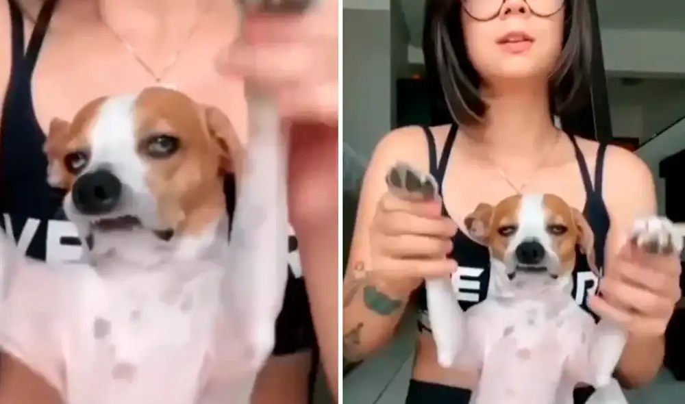 El perro no soportó realizar una nueva coreografía de baile con su dueña. Foto: captura de TikTok