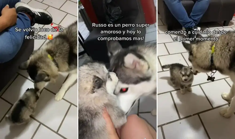 Los usuarios quedaron cautivados con el papá perruno y su cría, quienes se robaron la atención de muchos en diferentes plataformas sociales. Foto: captura de TikTok