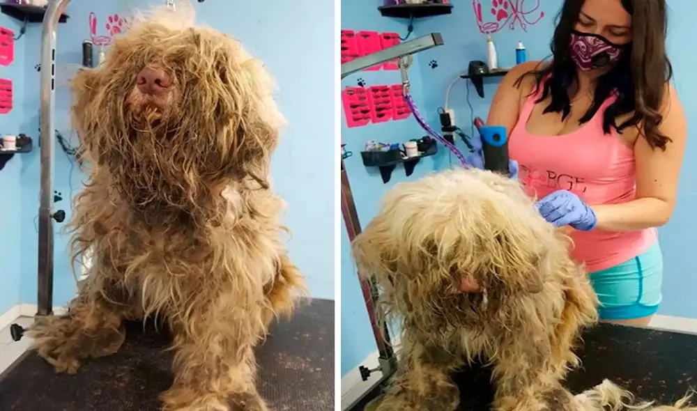 La propietaria vio una publicación en redes sociales sobre un perro que fue rescatado con un deplorable aspecto, por lo que no dudó en ofrecer su apoyo. Foto: BGE Grooming La propietaria vio una publicación en redes sociales sobre un perro que fue rescatado con un deplorable aspecto, por lo que no dudó en ofrecer su apoyo. Foto: BGE Grooming