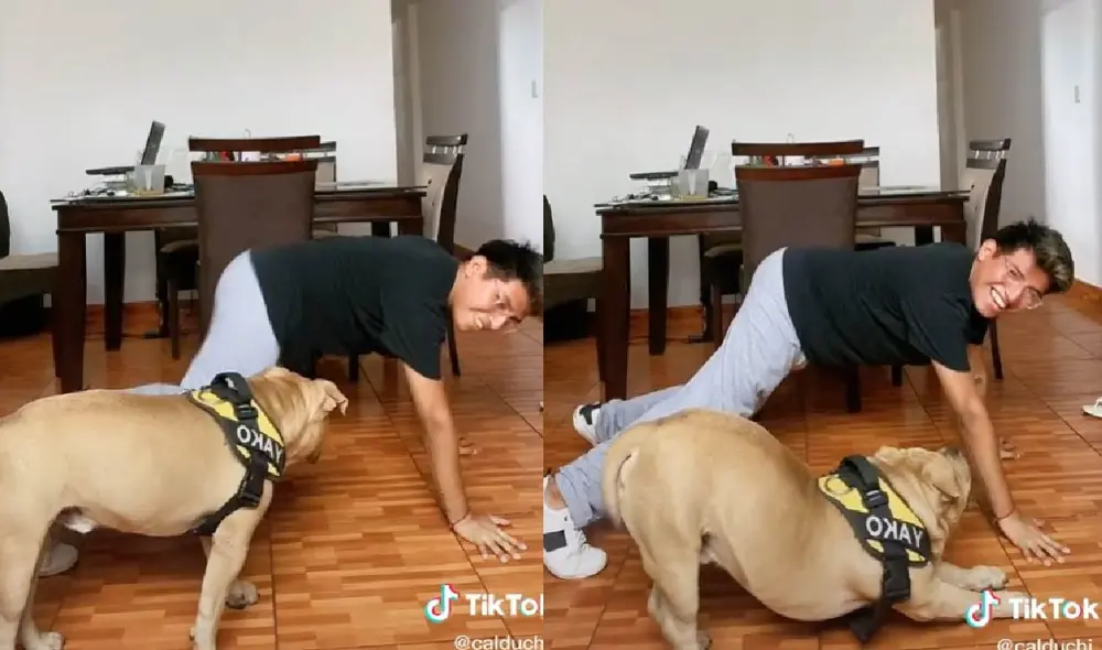 El can estiró sus patas delanteras para lograr la posición que han intentado varios usuarios para hacer el trend. Foto: captura de TikTok