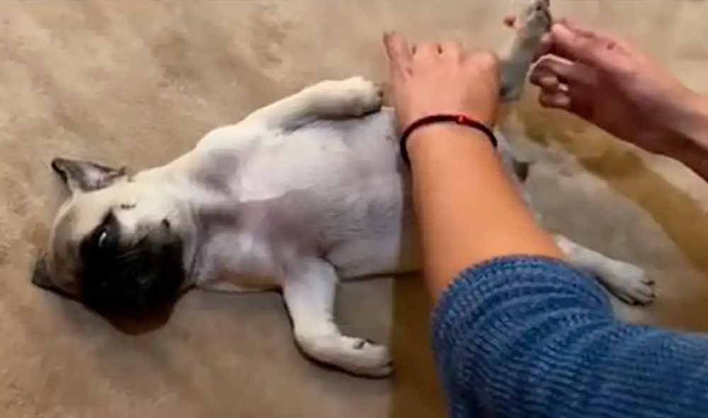 El perrito se acostó en el suelo y se mostró tranquilo en todo momento para colaborar con su dueña durante su tarea. Foto: captura de TikTok