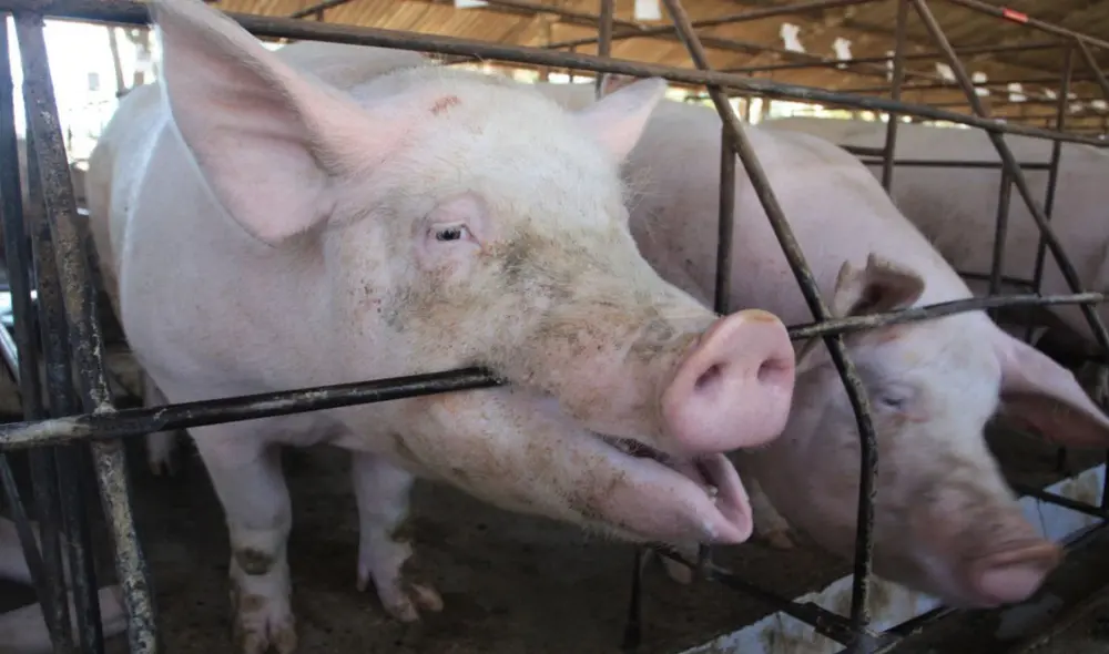 Esta investigación en la comunicación de los cerdos comprueba que las emociones no son procesos automáticos por reflejo, sino procesos cognitivos elementales. Foto: World Animal Protection