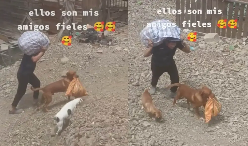 Uno de los canes decide ayudarlo y carga con su hocico la bolsa de mercado que traía su cuidador. Foto: captura de TikTok