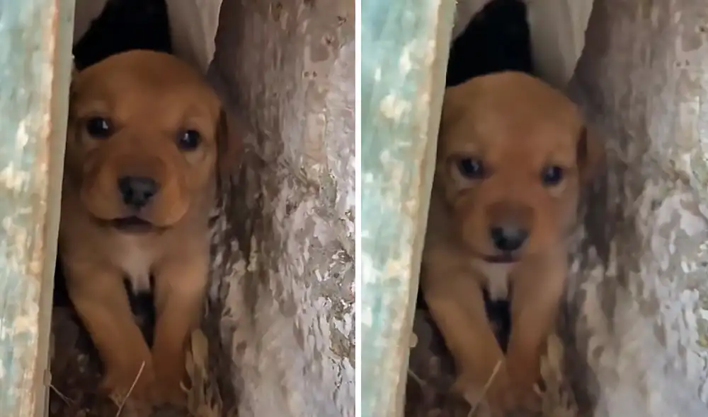 La escena consiguió más de 10 millones de reproducciones en la red social. Foto: captura de TikTok La escena consiguió más de 10 millones de reproducciones en la red social. Foto: captura de TikTok