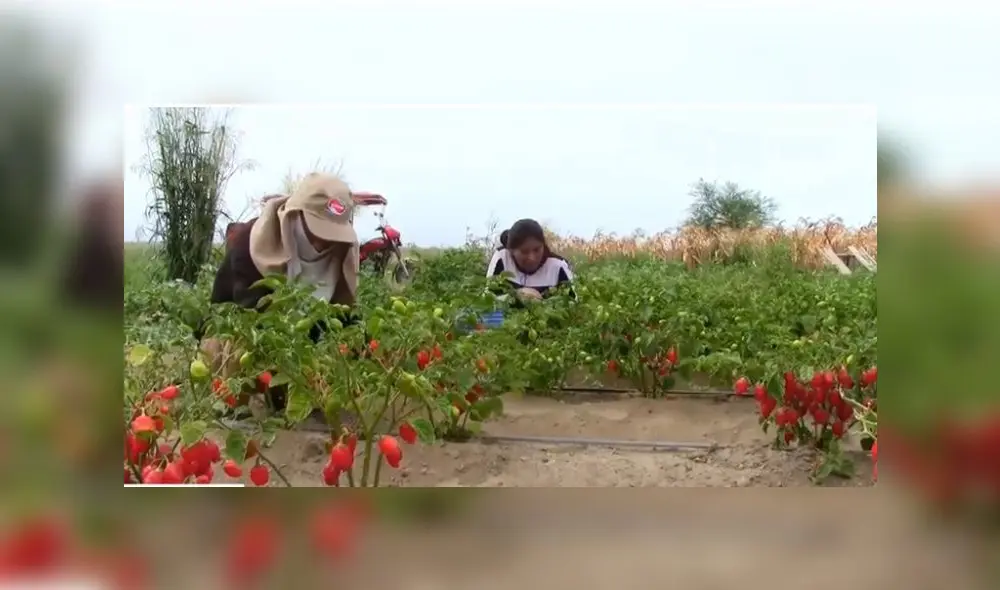 La producción de ají mejorará la economía de las familias. Foto: Sechura Noticias
