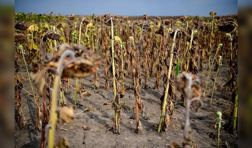 La supervivencia de las plantas depende en gran medida de la actividad humana. Foto: El Siglo de Torreón