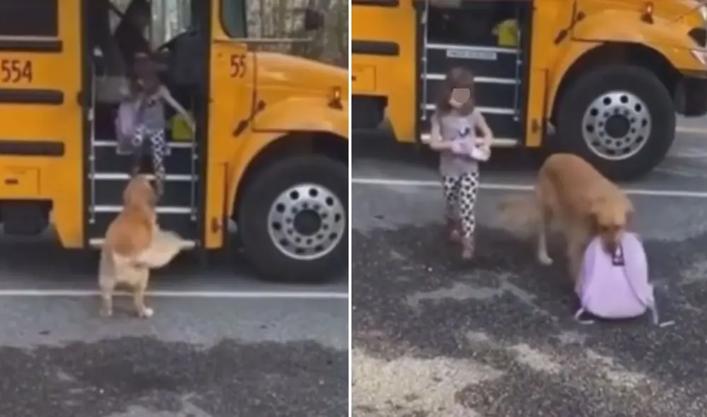 La tierna acción del can logró conmover a miles de usuarios en las redes sociales. Foto: captura de TikTok