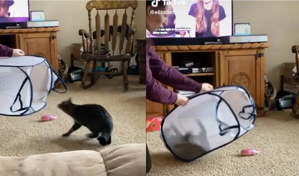 El salto que protagonizó el felino tiene más de tres millones de visualizaciones. Foto: captura de TikTok