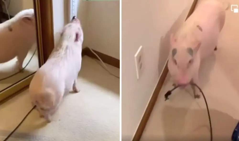 La traviesa conducta del animal hizo reír a miles en las redes sociales. Foto: captura de TikTok La traviesa conducta del animal hizo reír a miles en las redes sociales. Foto: captura de TikTok