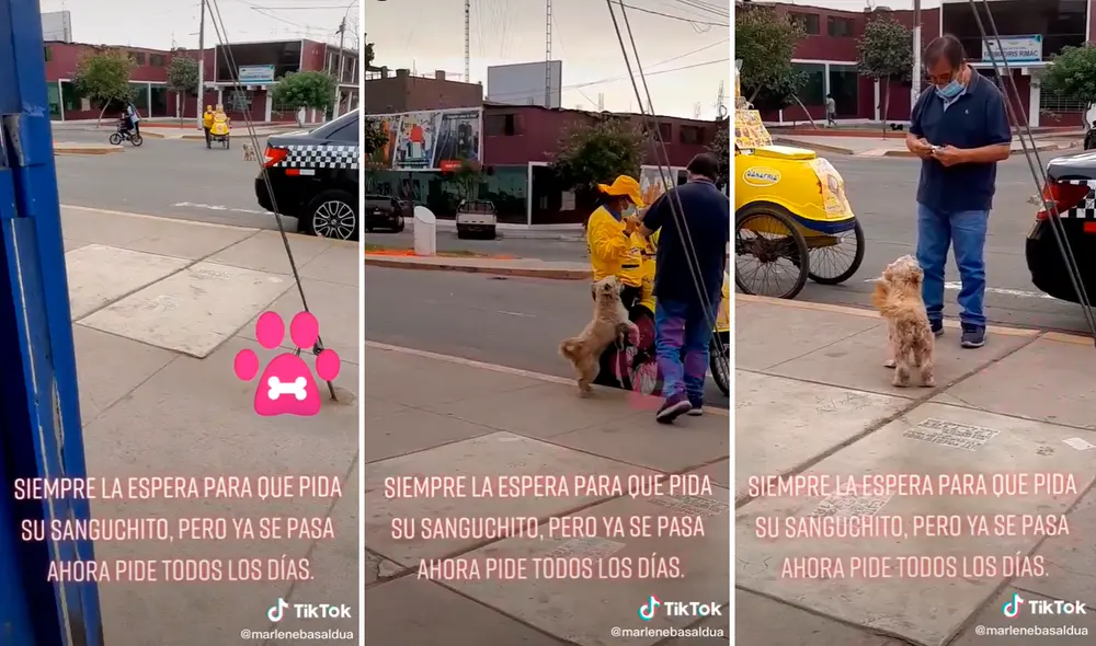 El perrito se emocionó y saltó de felicidad al notar que se acercaba una mujer vendedora de helados. Foto: captura de TikTok El perrito se emocionó y saltó de felicidad al notar que se acercaba una mujer vendedora de helados. Foto: captura de TikTok