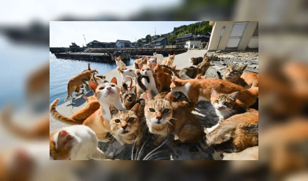 Las creencias tradicionales de Japón consideran a los gatos como los animales de la buena suerte. Foto: dot.asahi.com