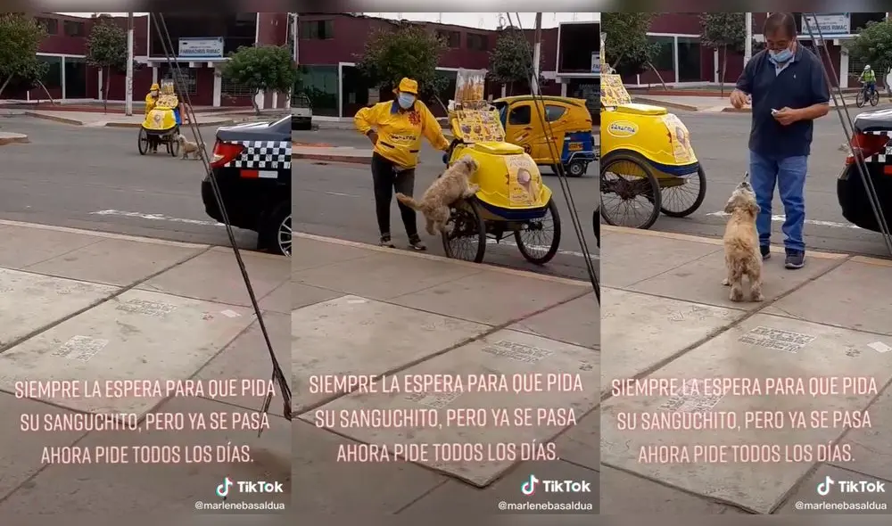 El hombre consintió a su mascota. Foto: captura de TikTok El hombre consintió a su mascota. Foto: captura de TikTok