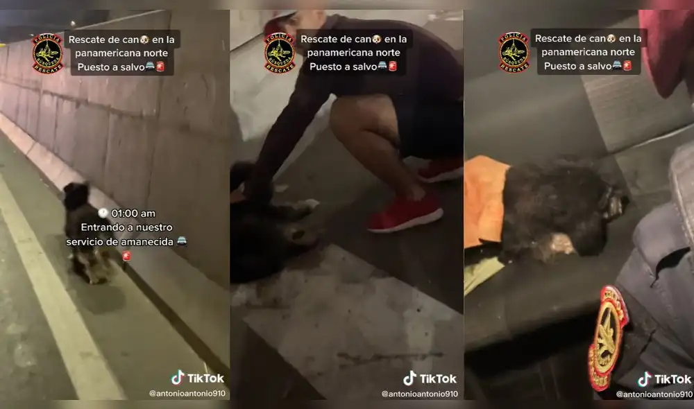 Estos efectivos policiales ya han rescatado varios animales de la calle. Foto: captura de TikTok