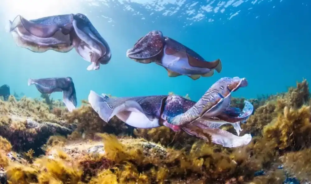 El espectáculo marino más asombroso del mundo lo realizan las sepias gigantes en Australia. Foto: Carl Charter/BBC