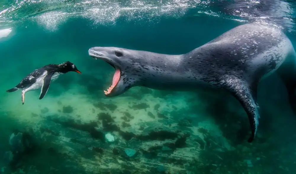 Fotografía de una foca leopardo y un pingüino gana los premios World Nature Photography Awards. Foto: fotografía de Amos Nachoum. Fotografía de una foca leopardo y un pingüino gana los premios World Nature Photography Awards. Foto: fotografía de Amos Nachoum.