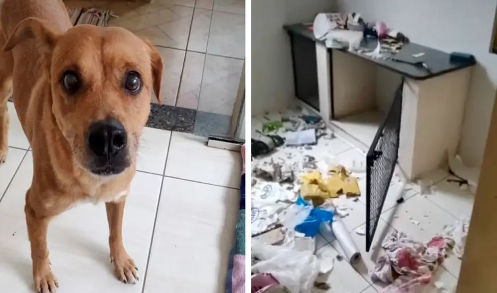 El perrito se asustó al despertar y encontrarse en un ambiente extraño. Foto: captura de TikTok