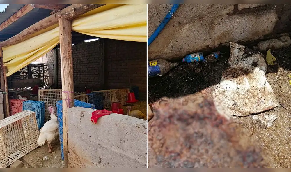 Las condiciones del inmueble generaban un peligro para la salud de los vecinos de la zona. Foto: composición LR/Municipalidad de San Román Las condiciones del inmueble generaban un peligro para la salud de los vecinos de la zona. Foto: composición LR/Municipalidad de San Román