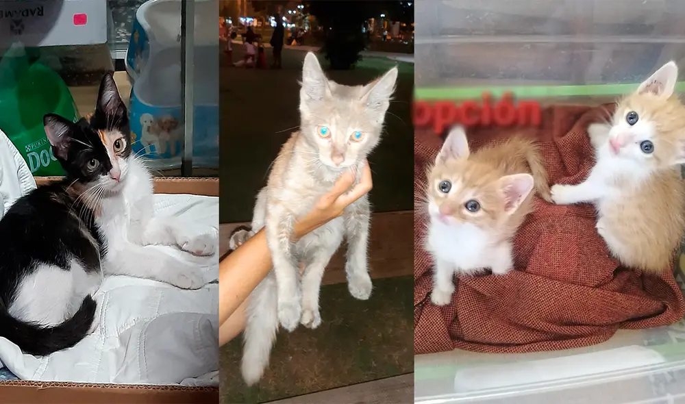 Adopciones pueden ser coordinadas al 987 754 358. Foto: cortesía LR