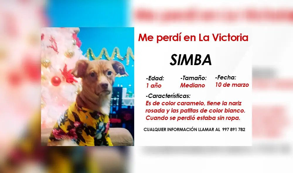 La que más sufre con la desaprición de Simba es una niña de 13 años. Foto: Composición LR. La que más sufre con la desaprición de Simba es una niña de 13 años. Foto: Composición LR.