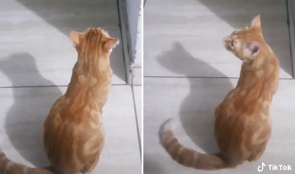 La grabación obtuvo más de 93.600 ‘me gusta’ en la red social. Foto: captura de TikTok