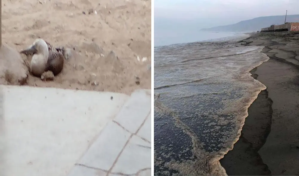 El ave fue afectada por el derrame de petróleo ocurrido el pasado enero en Ventanilla. Foto: composición/ crédito Grupo LR