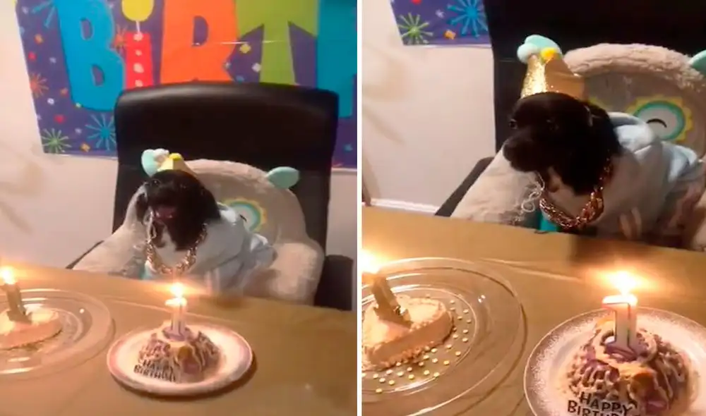 Los integrantes de una familia decoraron su sala y compraron unas tortas para celebrar el primer año de su querida mascota. Foto: captura de TikTok
