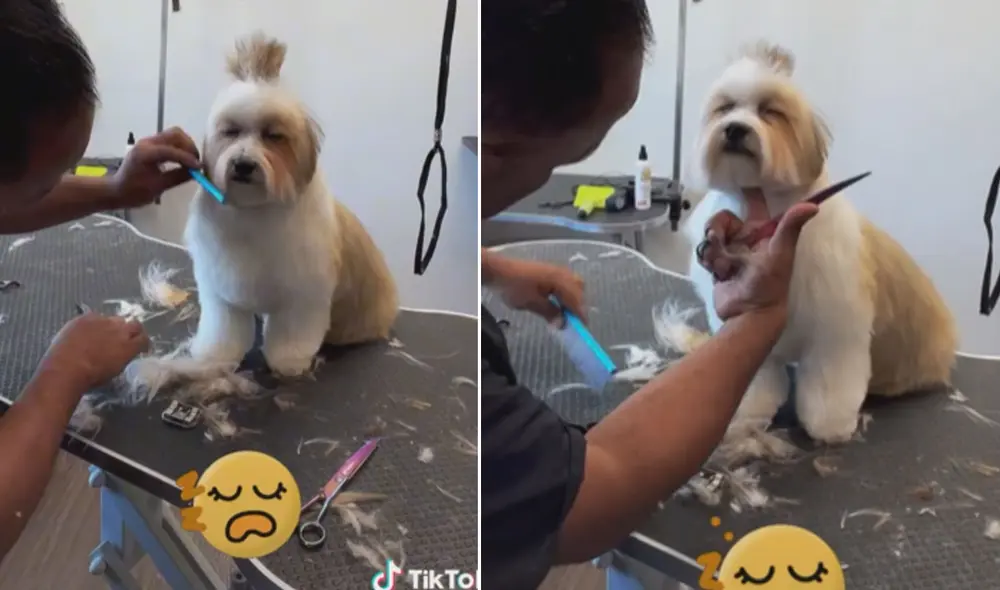 Miles de usuarios han quedado fascinados al ver la conducta de este animal. Foto: captura de TikTok Miles de usuarios han quedado fascinados al ver la conducta de este animal. Foto: captura de TikTok