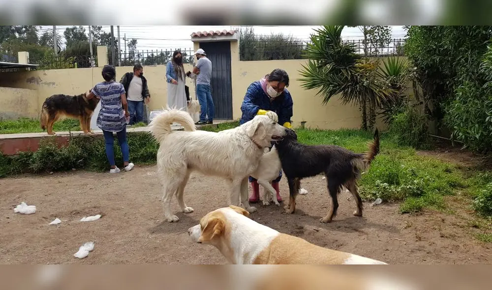 Canes fueron encontrados en las calles, pero ya están a salvo. Foto: URPI/Wilder Pari Canes fueron encontrados en las calles, pero ya están a salvo. Foto: URPI/Wilder Pari