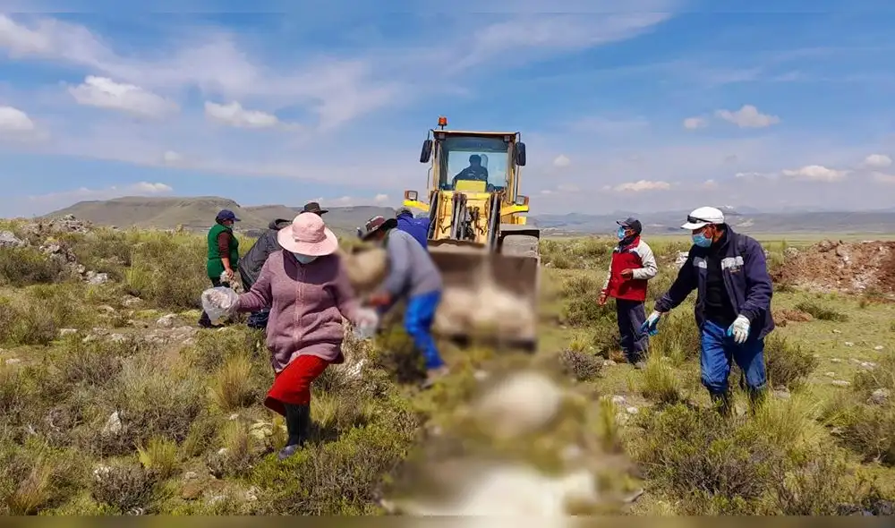 Los animales pertenecían al poblador Benjamin Marca Ayna. Foto: Municipalidad Distrital de Pichacani