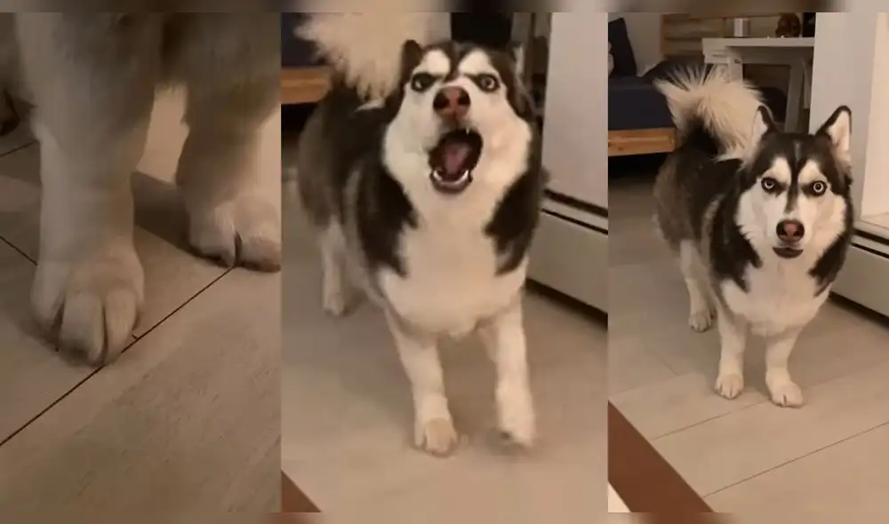 El husky ladró dos veces. Foto: captura de YouTube El husky ladró dos veces. Foto: captura de YouTube