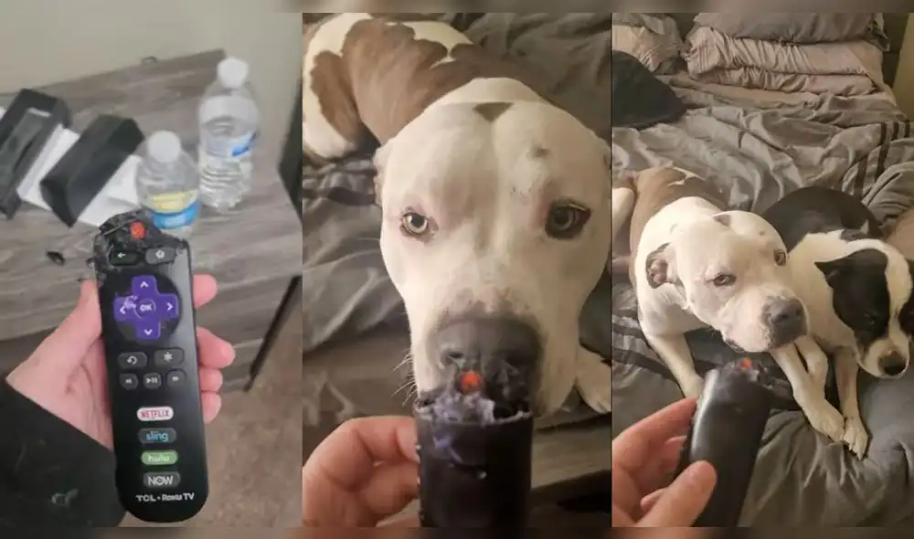 La mujer regañando a sus mascotas por el control remoto. Foto: captura de YouTube