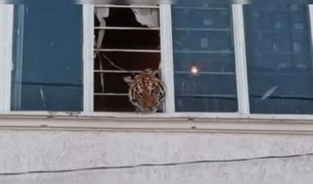 Vecinos del lugar denunciaron que un tigre se asomaba por la ventana de un domicilio. Foto: Profepa Vecinos del lugar denunciaron que un tigre se asomaba por la ventana de un domicilio. Foto: Profepa