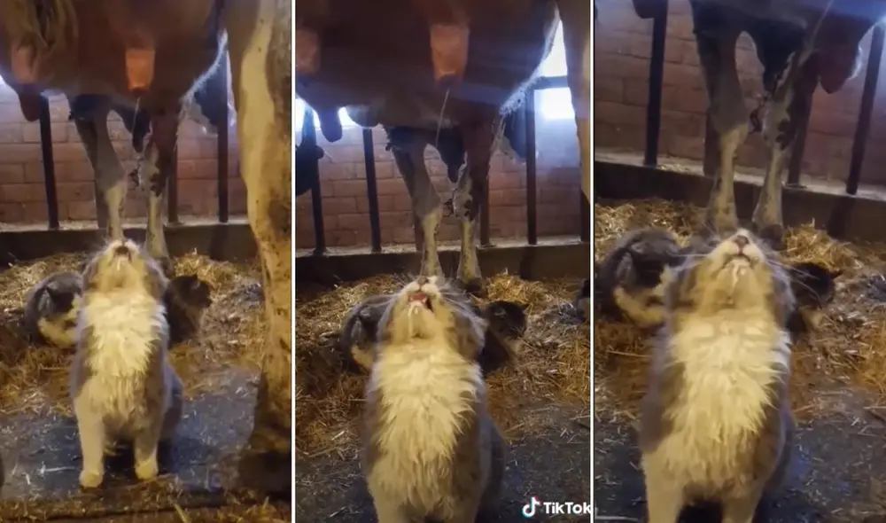 La escena, que es viral en todas las redes sociales, obtuvo miles de reproducciones y reacciones. Foto: captura de TikTok