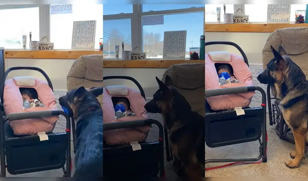 El cachorro esperó a que el bebé le tirara la pelota. Foto: captura de YouTube