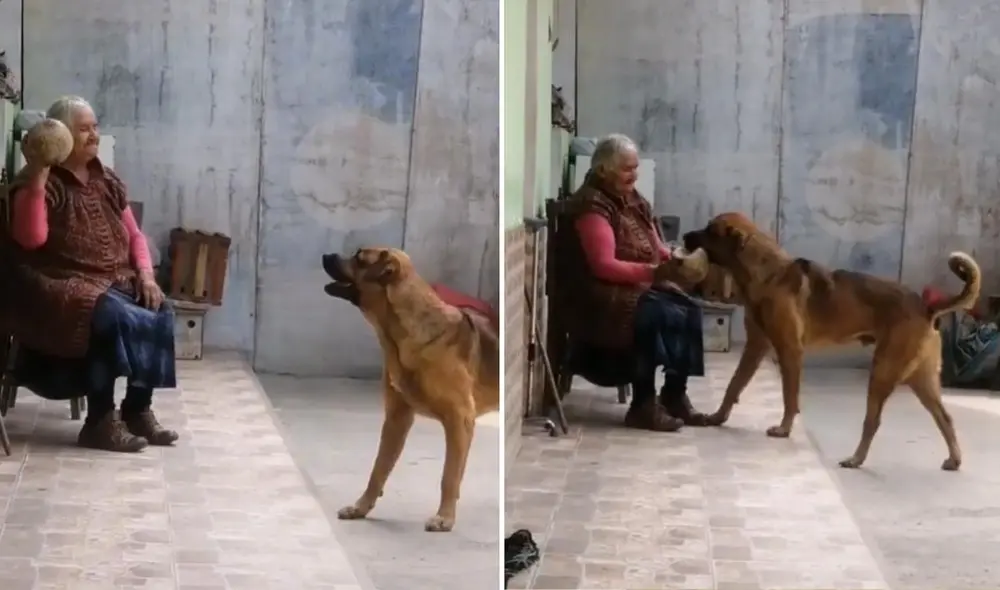 La viral escena logró cautivar a miles de usuarios, quienes reaccionaron al clip y lo compartieron en diferentes redes sociales. Foto: captura de TikTok