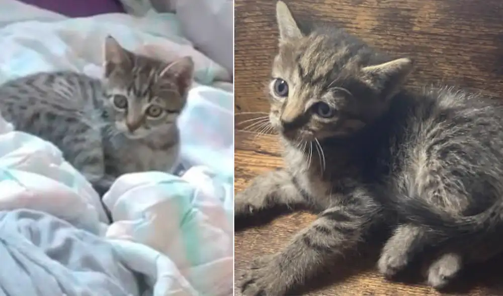 De tener información de Fibi, comunicarse a los siguientes números telefónicos: 999558568 y 933693063. Foto: composición/ Lucía Castro.