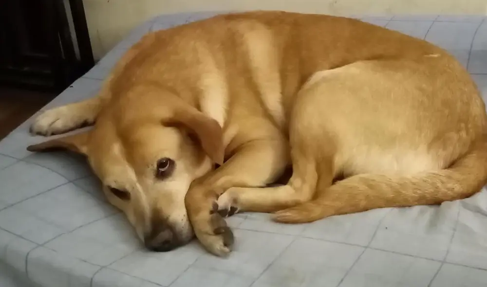 Brando necesita atención oncológica y cardiológica. Foto: Verónica Herrera