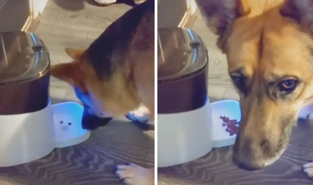 El astuto animal aprendió a utilizar el dispositivo y ahora es él mismo quien decide cuántas galletas puede comer. Foto: captura de TikTok