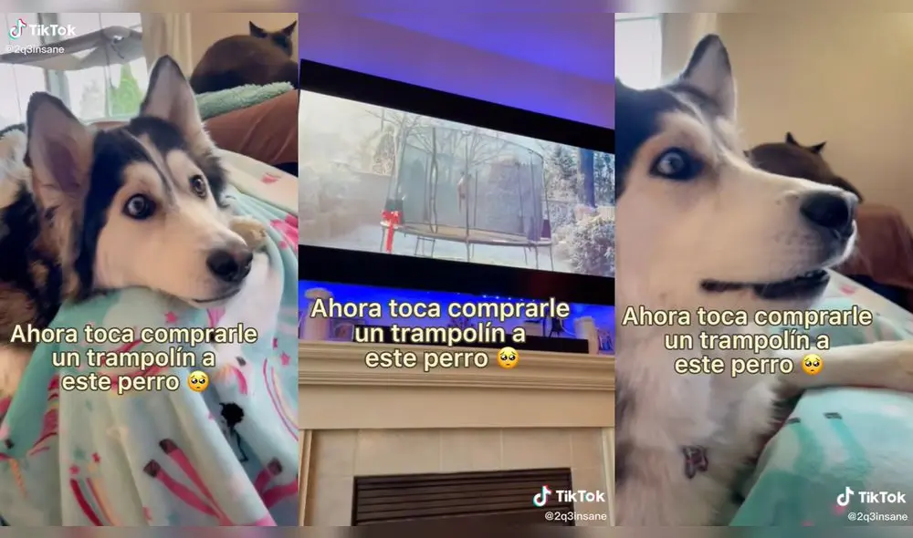El cachorro se encontraba viendo la película junto a un gatito. Foto: captura de TikTok