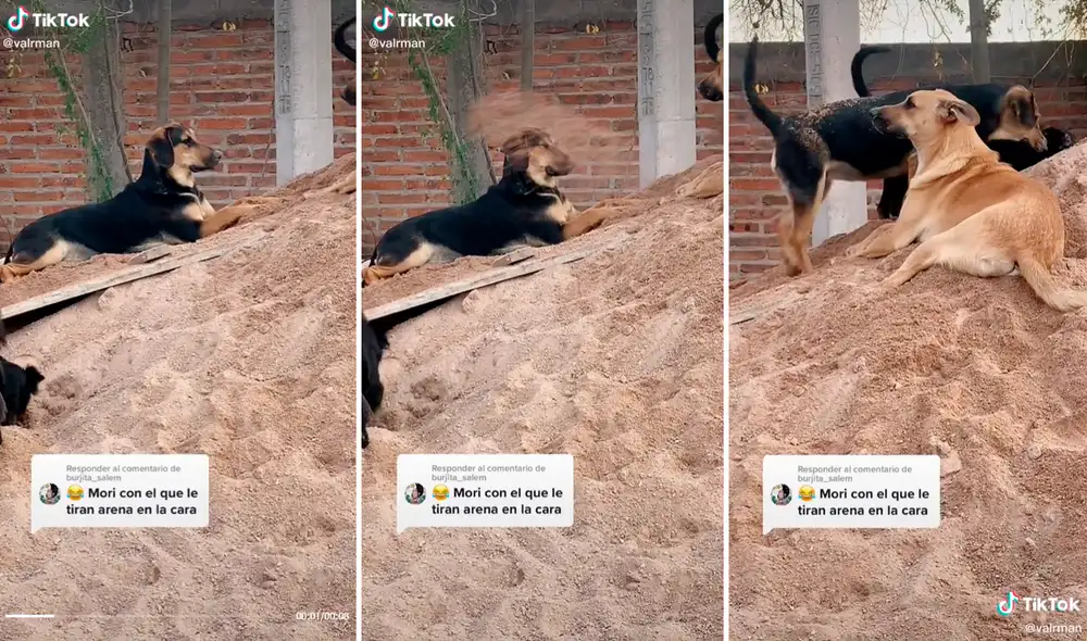 Unos perritos intentaban hacer un hoyo en el montículo y no vieron qué había detrás de ellos. Foto: captura de TikTok Unos perritos intentaban hacer un hoyo en el montículo y no vieron qué había detrás de ellos. Foto: captura de TikTok