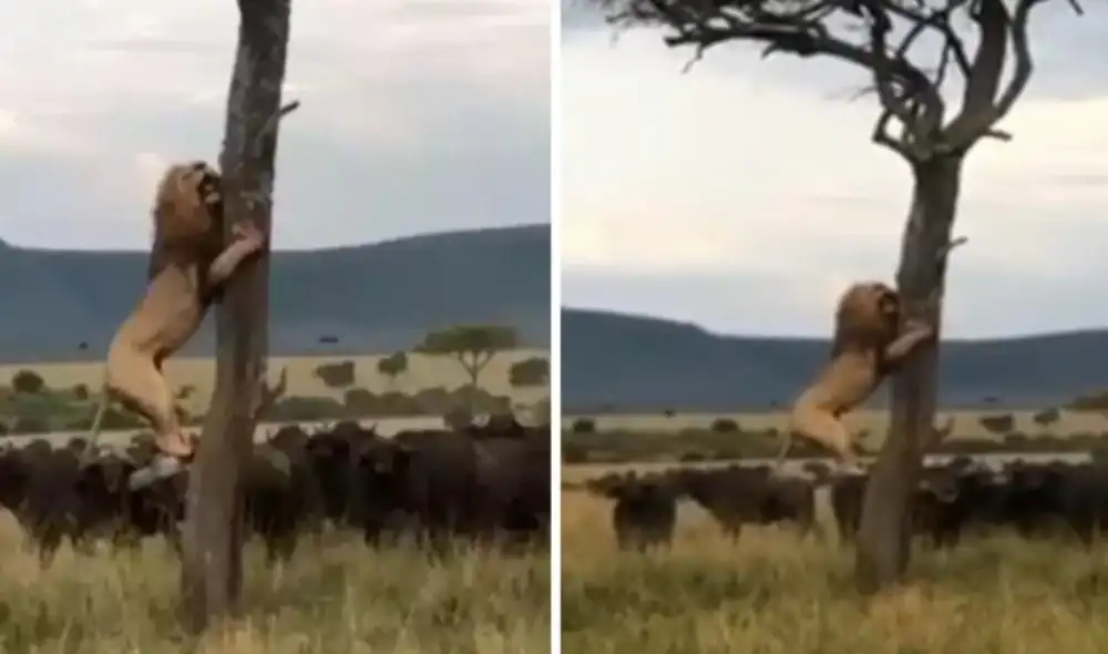 Hasta el momento, el clip publicado por la cuenta @wild_animal_shorts_ sumó más de 22.000 ‘me gusta'. Foto: captura de TikTok