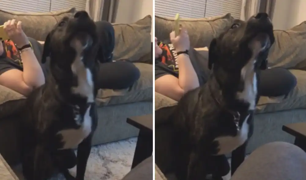 Este perrito cautivó a miles con su impresionante movimiento. Foto: captura de TikTok