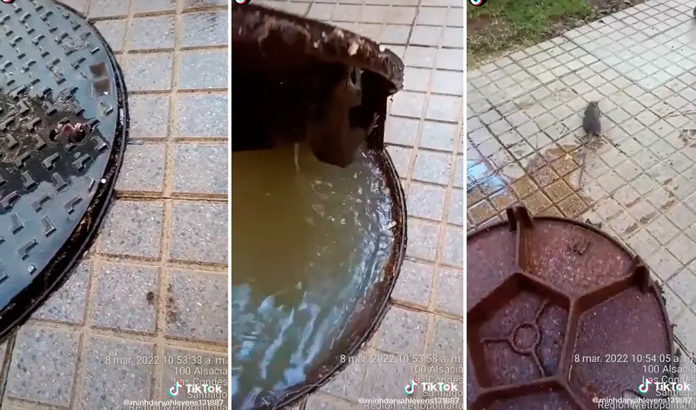 La rata esperaba que alguien la ayude de morir ahogada dentro del desagüe. Foto: captura de TikTok