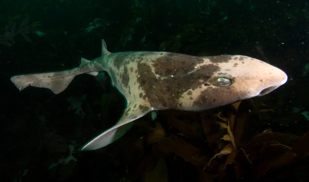 Tiburón tipo Cephaloscyllium. Para reconocer si el animal está durmiendo o no, los científicos han establecido diversas pautas. Foto: Mark D. Norman / Museos Victoria