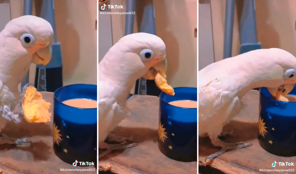 Las imágenes compartidas en la cuenta @kirstencheyanne822 han logrado más de 16.000 visualizaciones y cientos de comentarios. Foto: captura de TikTok Las imágenes compartidas en la cuenta @kirstencheyanne822 han logrado más de 16.000 visualizaciones y cientos de comentarios. Foto: captura de TikTok