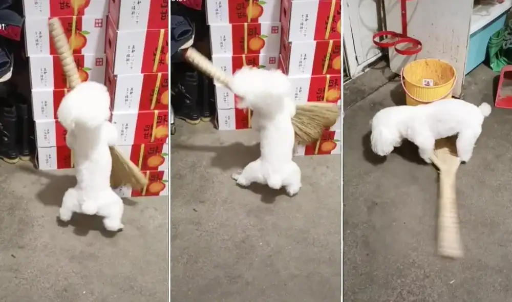 La escena protagonizada por el perrito sorprendió a miles de usuarios, quienes reaccionaron y compartieron el viral clip en las redes sociales. Foto: captura de TikTok